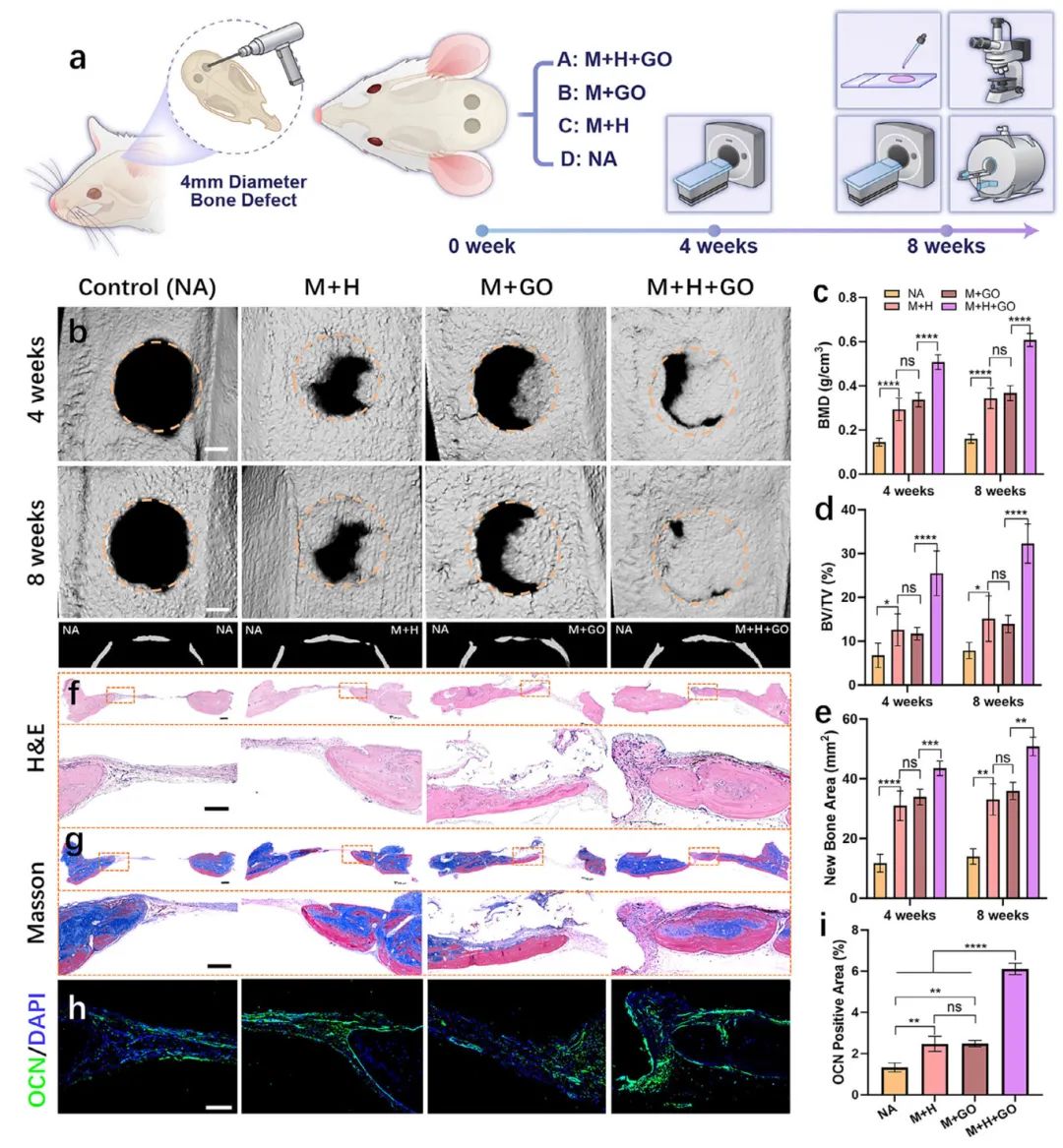 图5 利用大鼠颅骨缺损模型评价体内骨再生