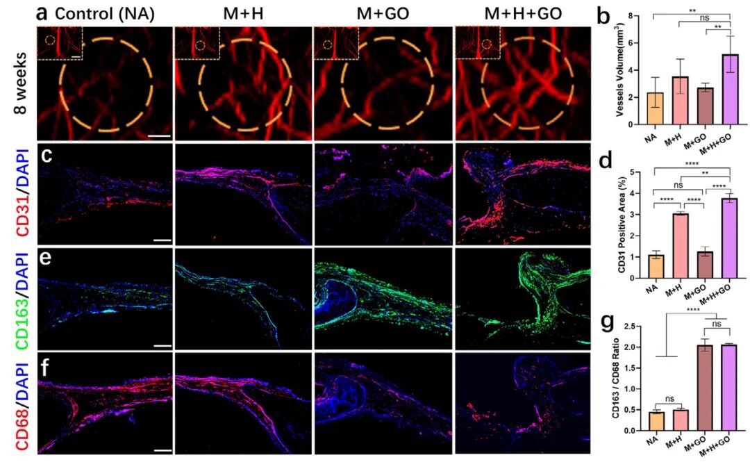 图6 用预血管化骨器官修复颅缺损区的血管化和免疫反应评价