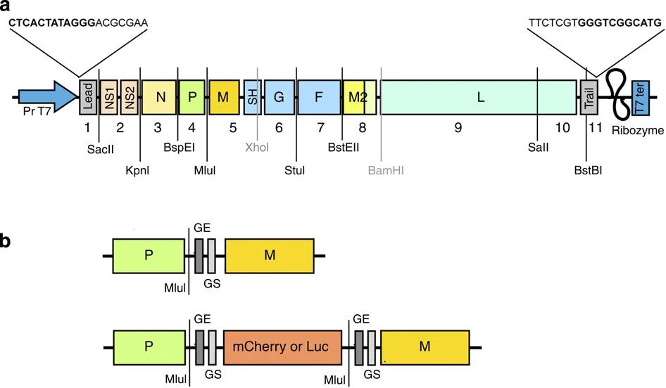 图1:重组 RSV 的构建示意图展示 RSV Long 株抗原 omic cDNA 的构建