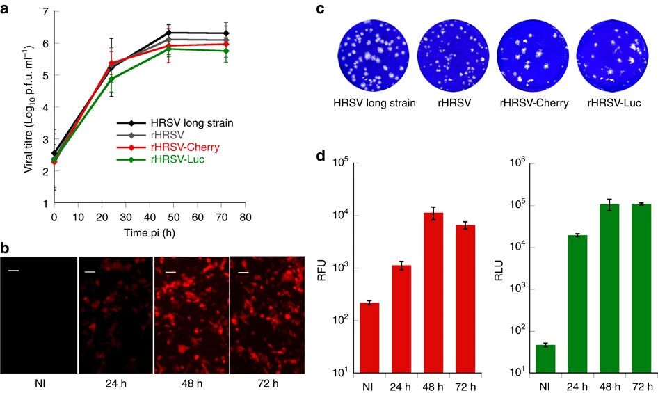 图2:重组RSV生长特性及报告基因表达稳定