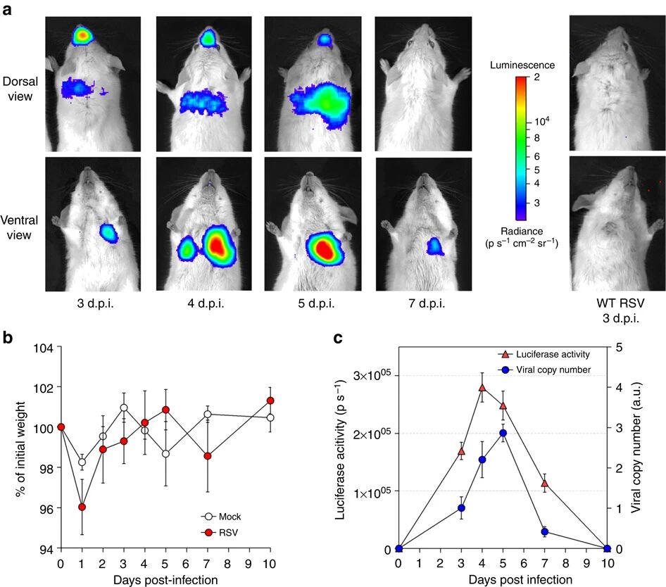 图5:活体小鼠rHRSV-Luc复制可视化及验证