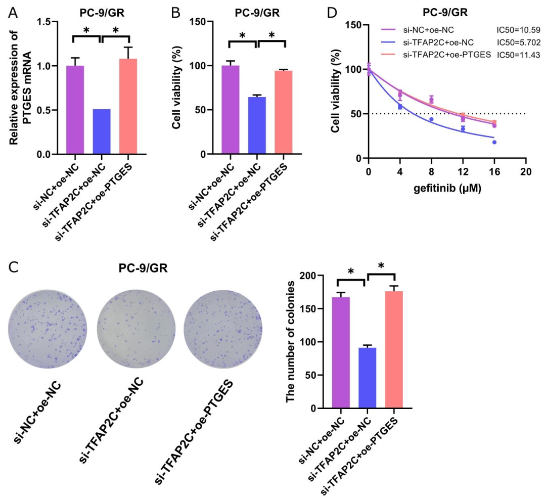 图 5：TFAP2C 通过 PTGES/NOTCH3 通路促进耐药