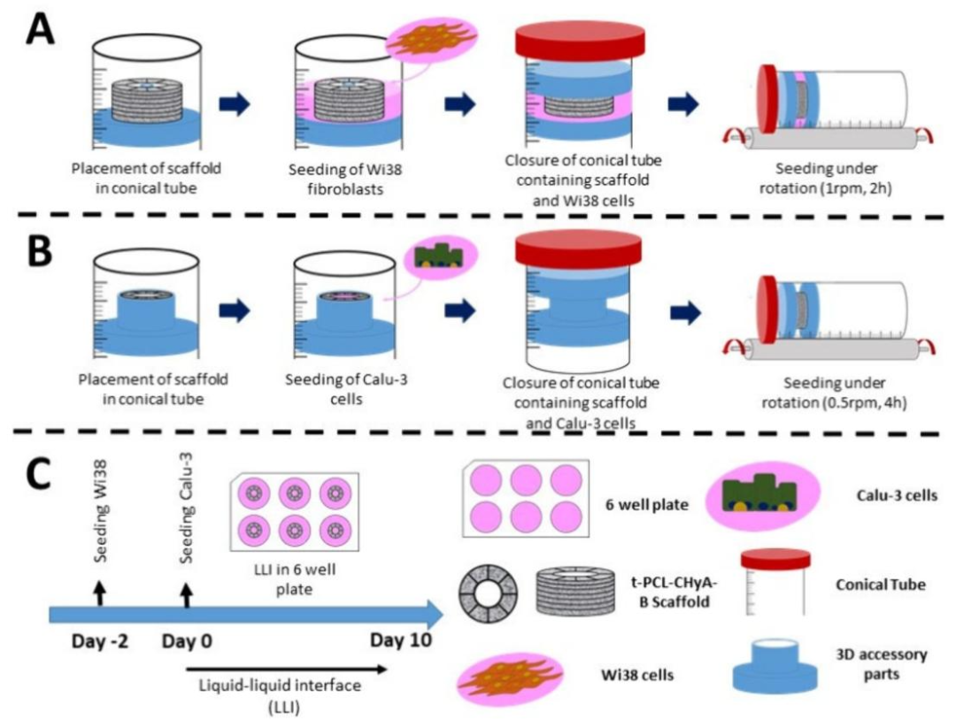 图 1:管状支架的细胞种植策略