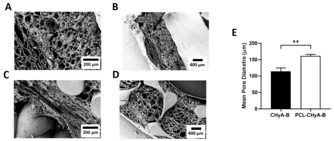 图 3:支架的超微结构分析