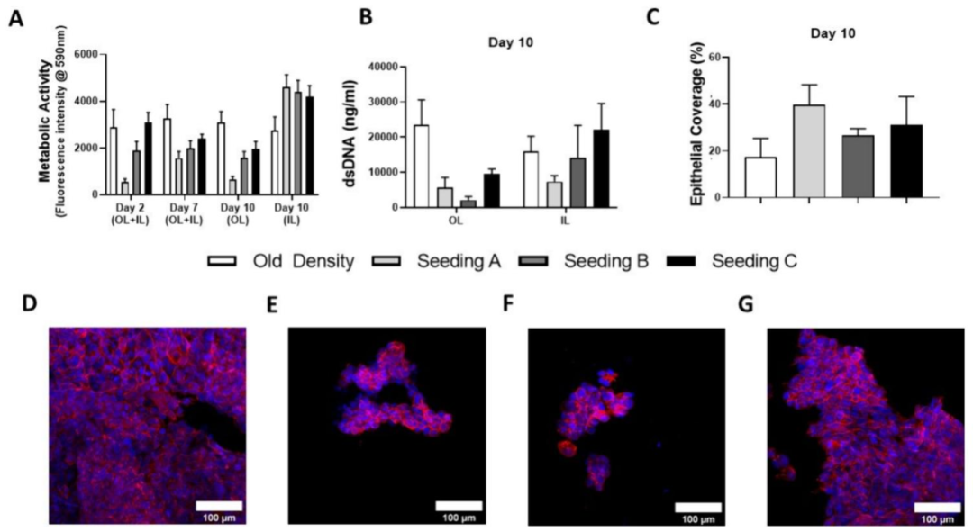 图 4:Calu-3 细胞在内层的种植效果