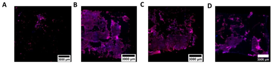图 5:Calu-3 细胞在内层的分布验证
