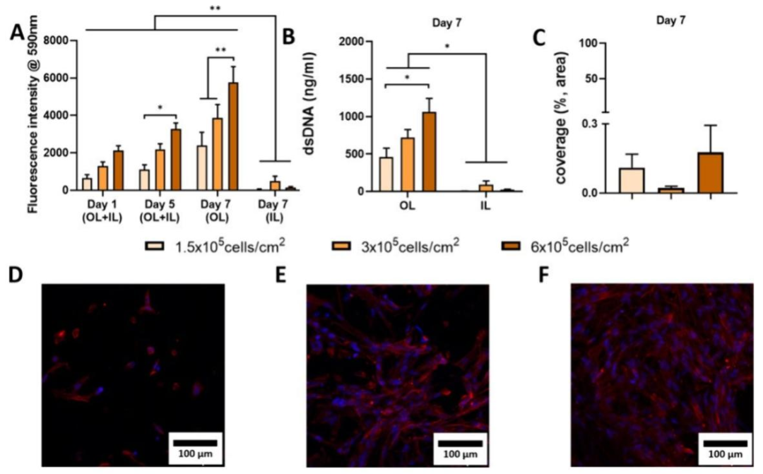图 6:Wi38 细胞在外层的种植效果