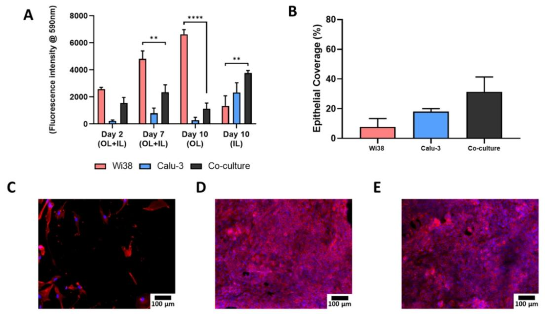 图 7:4 小时共培养体系的细胞功能