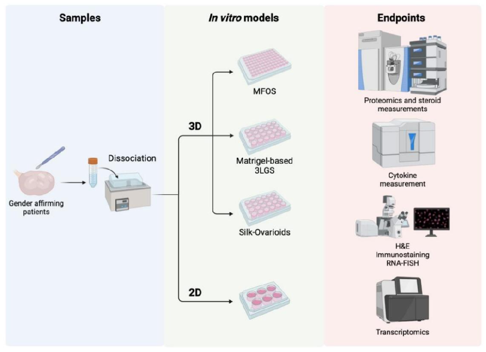 图 1：实验设计概述