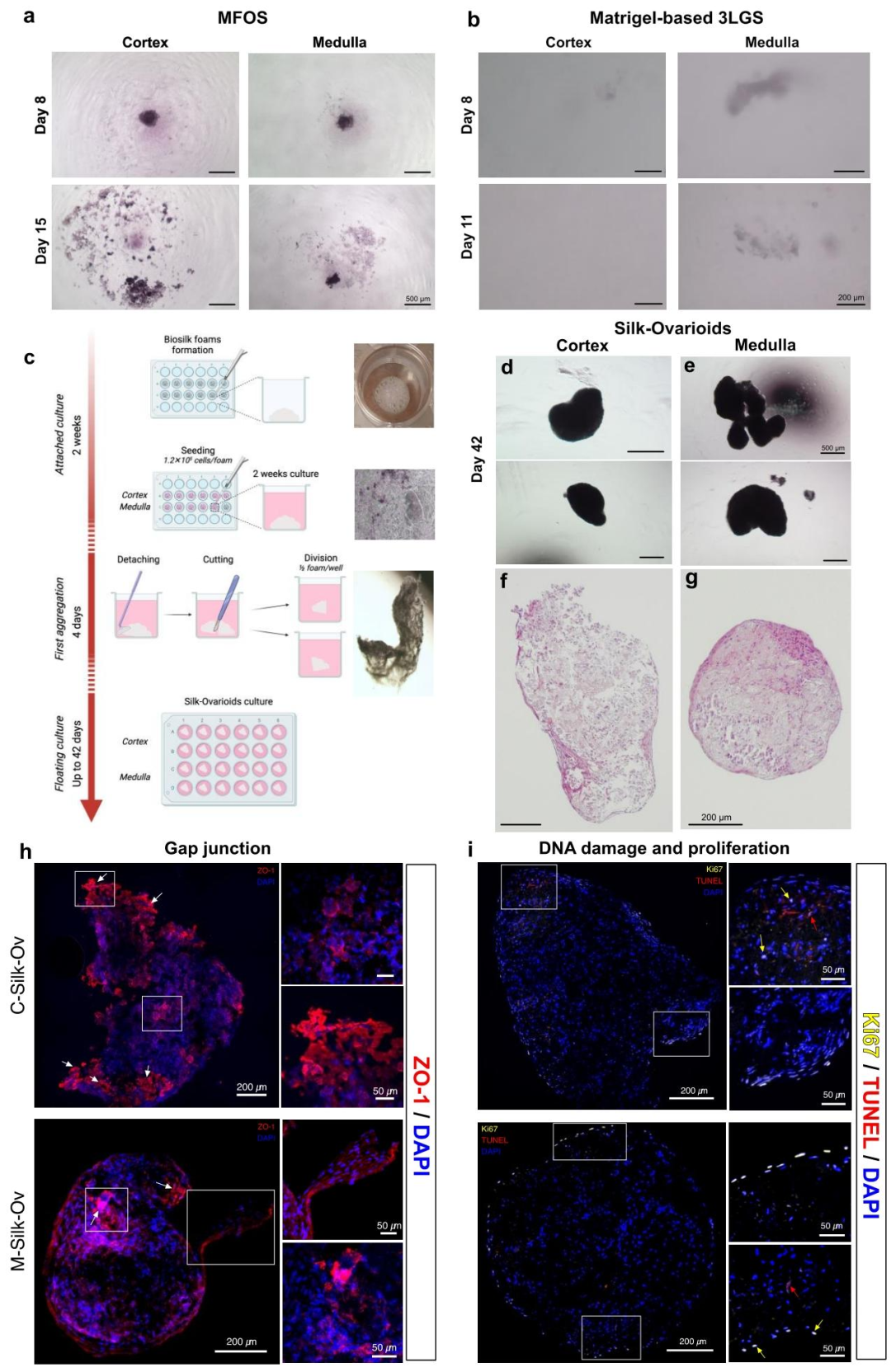 图 2：卵巢原代细胞 3D 培养系统比较