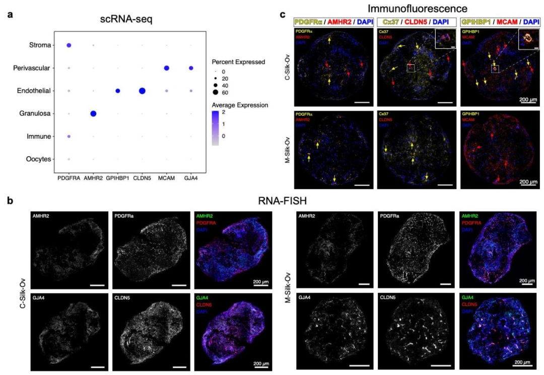 图 3：Silk-Ovarioids 中的细胞类型鉴定