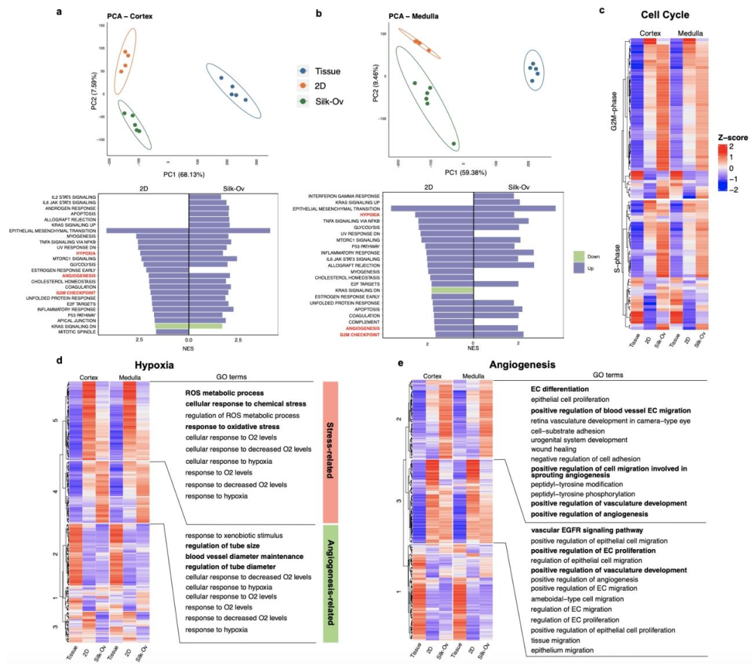 图 4：转录组学分析揭示 Silk-Ovarioids 的分子特征