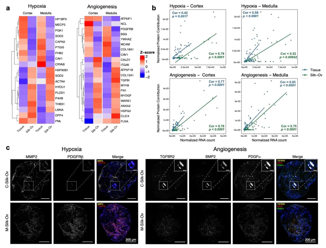 图 5：蛋白质组学验证缺氧与血管生成的关联