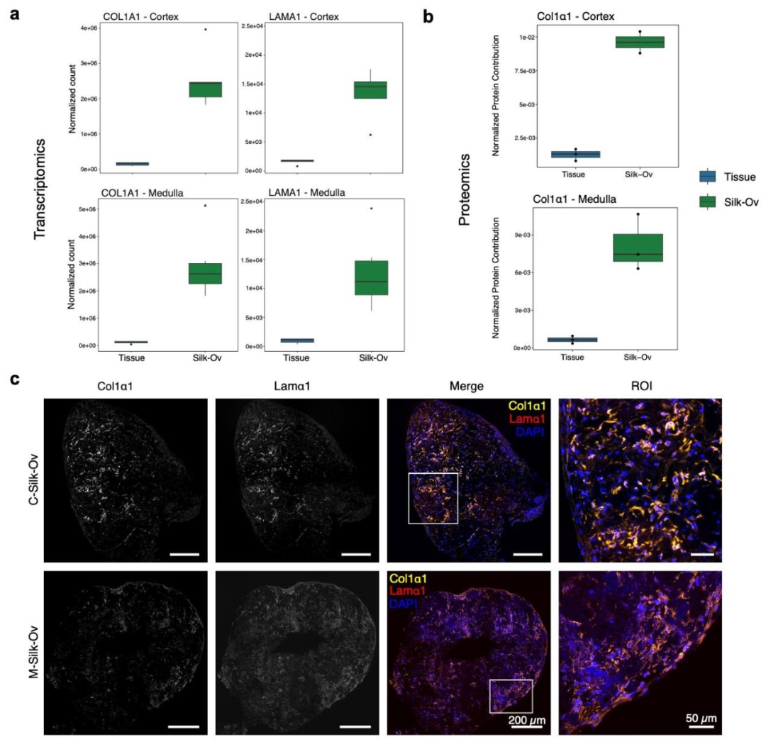 图 6：Silk-Ovarioids 的细胞外基质(ECM)形成