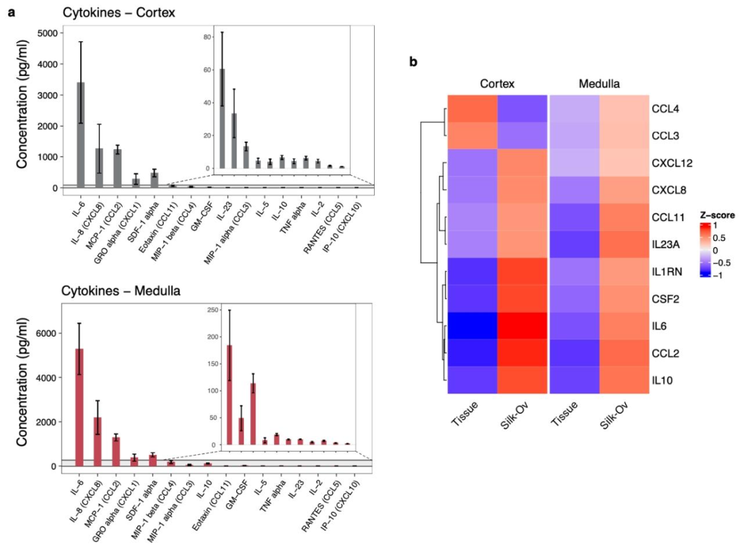 图 7：Silk-Ovarioids 分泌促血管生成细胞因子和类固醇