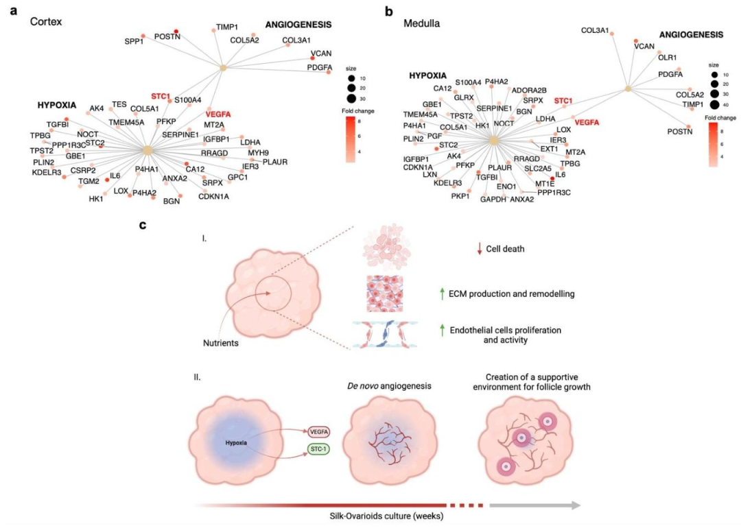 图 8：缺氧与血管生成的调控网络及模型概述