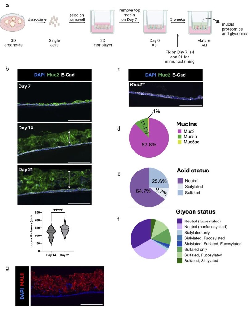 图1 ALI模型产生生理相关的粘液层
