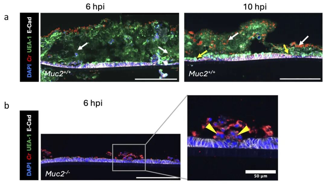 图2 ALI模型能够重现病原体-粘液在体内的相互作用
