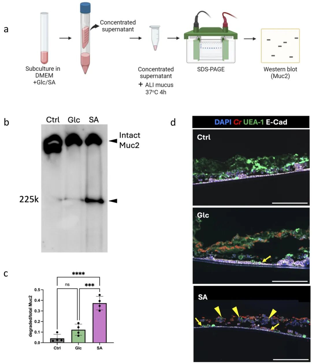 图3 唾液酸增强了啮齿动物C.rodentium降解ali衍生粘液和感染IECs的能力