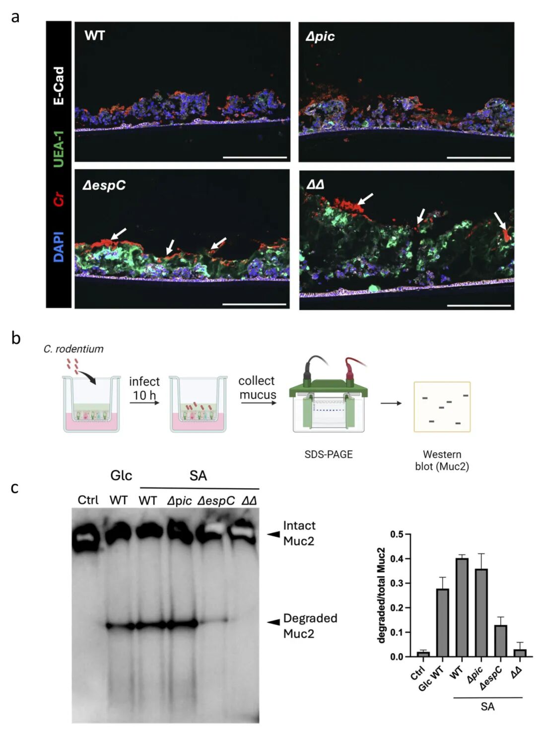 图4 WT、Δpic、ΔespC和ΔpicΔespC C.rodentum菌株感染小鼠ALI培养物和降解ALI衍生粘液的能力比较