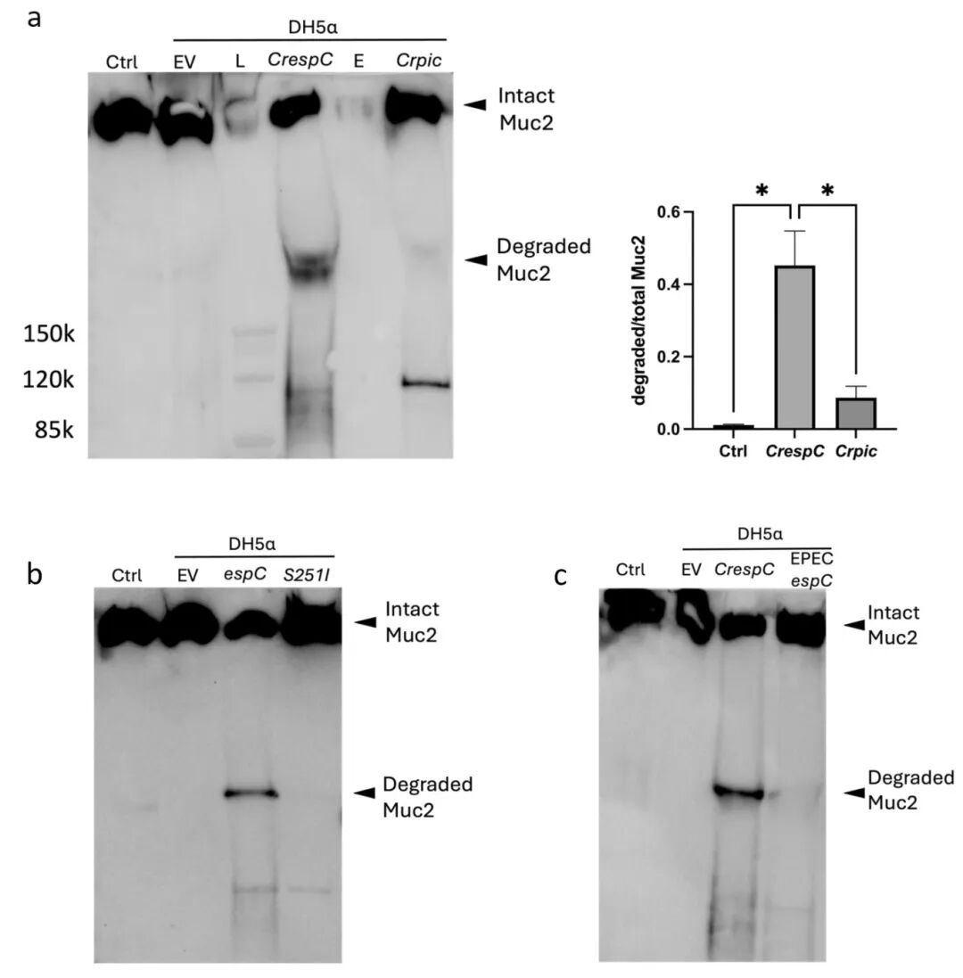 图5 使用表达大肠杆菌DH5α的SPATEs分泌的蛋白质进行粘液降解试验