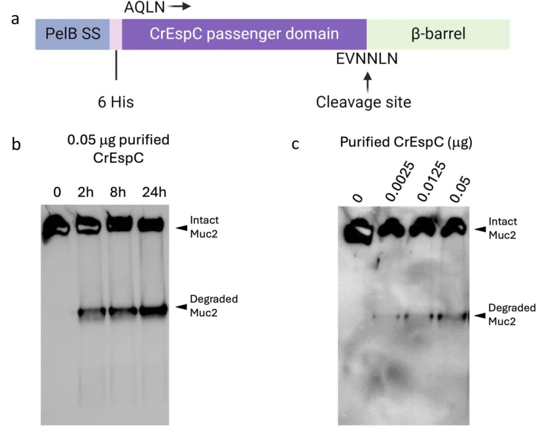 图6 重组CrEspC能够降解小鼠ALI衍生的粘液