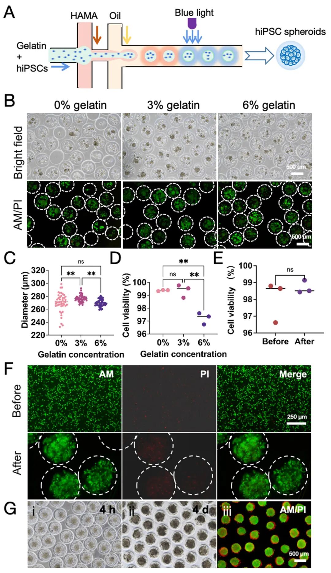 图2 HCSM中高活力的生物打印hiPSCs