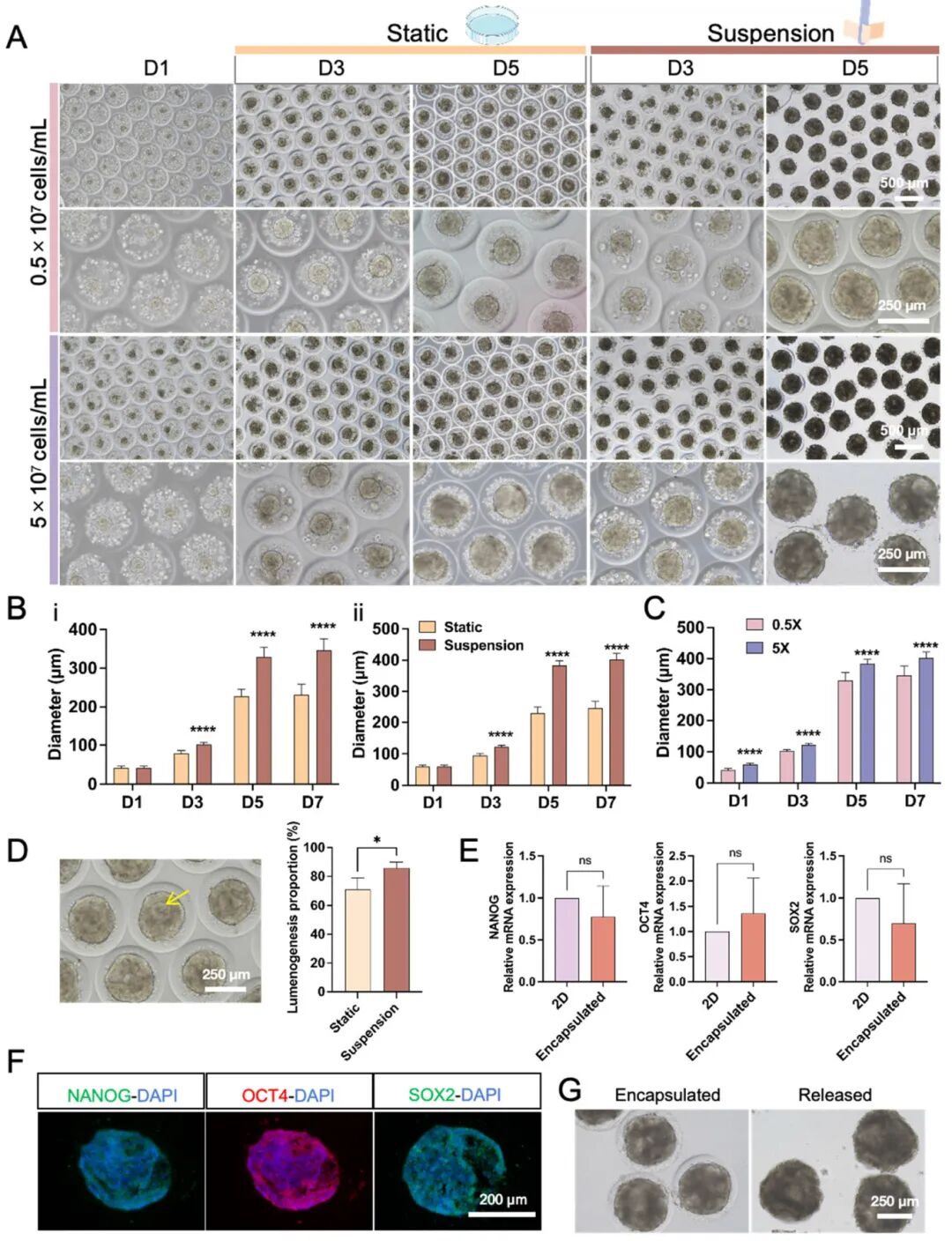图3 HCSM中HiPSC衍生的EBs形成