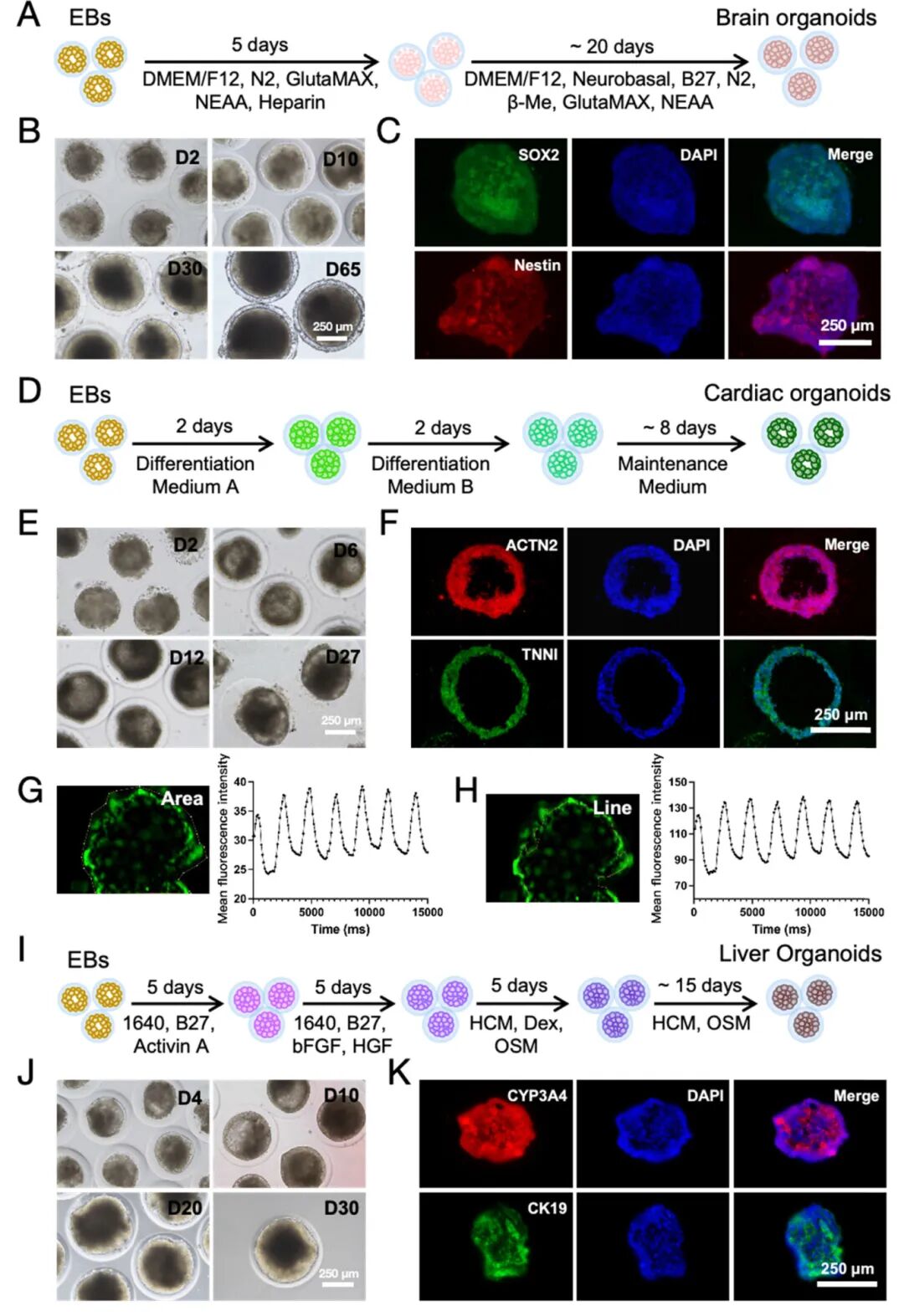 图4 HCSM中从EBs分化出的三层器官