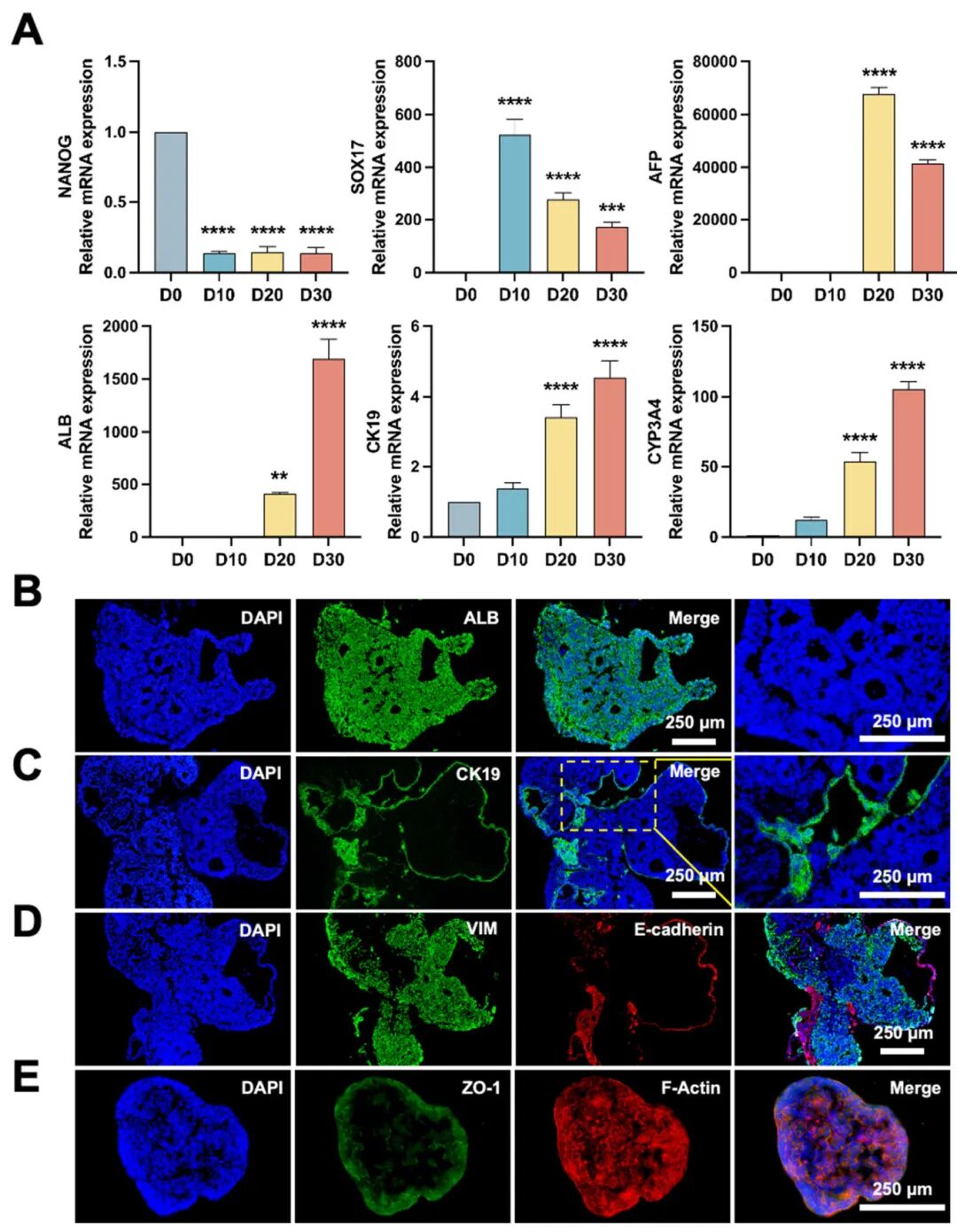 图5 HCSM中肝类器官的表征