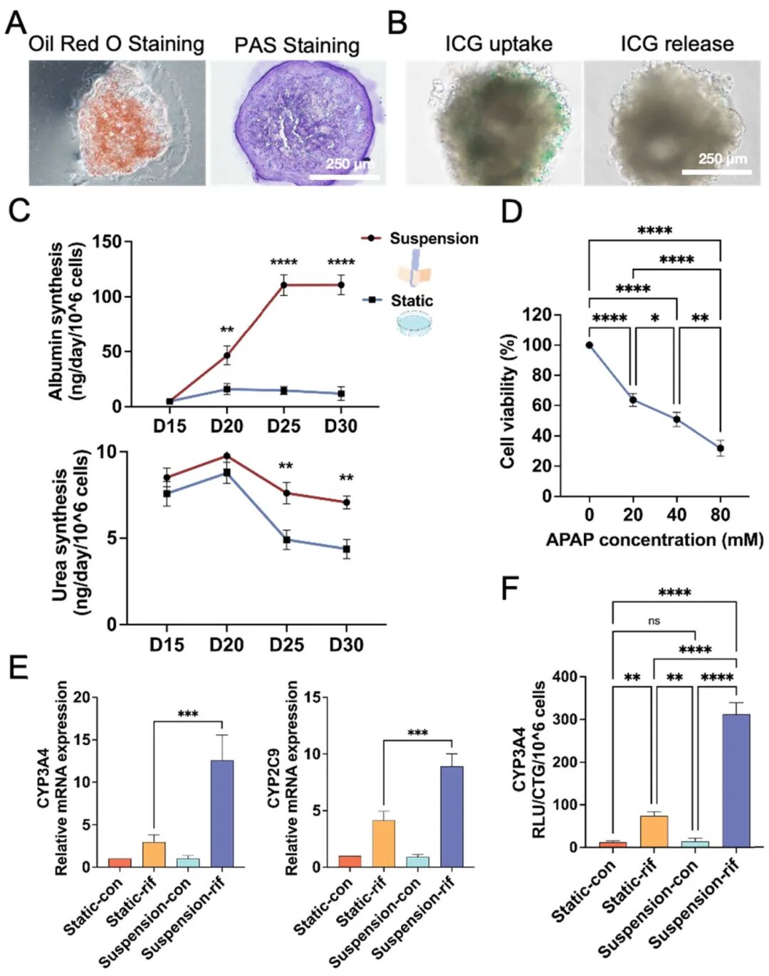 图6 肝类器官的功能鉴定