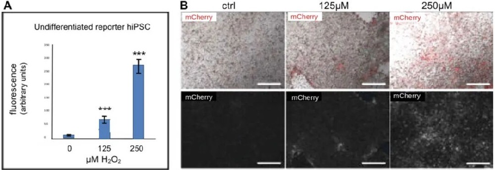图1 使用过氧化氢作为氧化应激源诱导未诱导的hiPSC中的HMOX-1报告基因