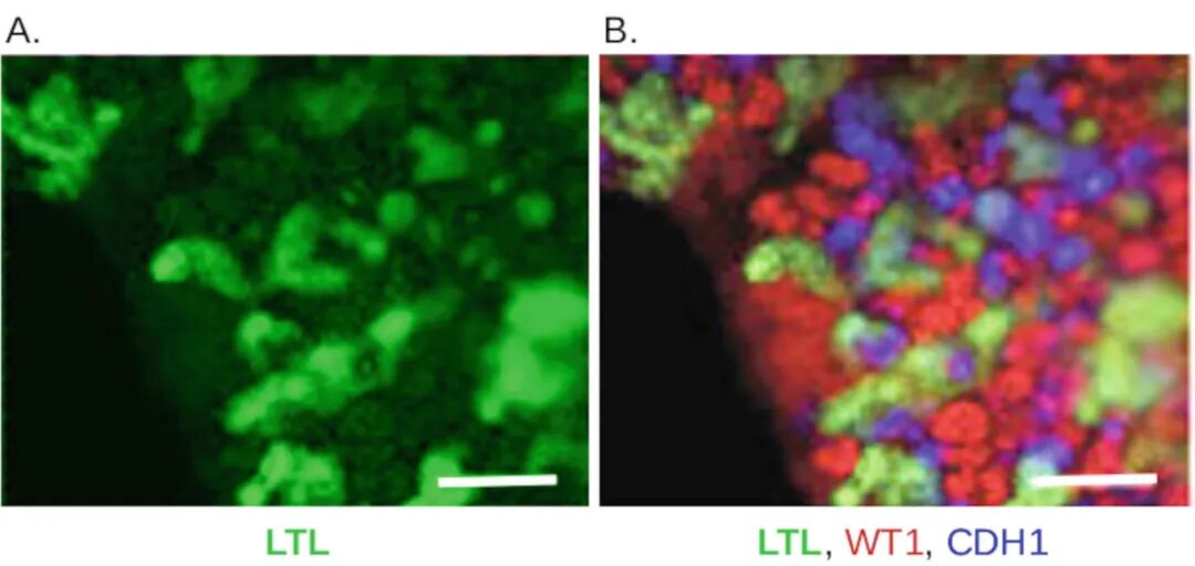 图2 LTL染色，以验证近端小管的存在