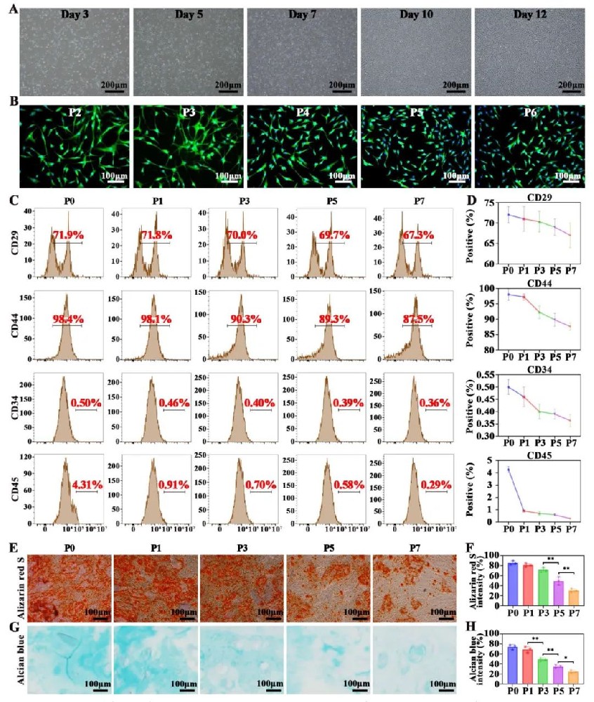 图1 兔源性BMSC的分离与鉴定