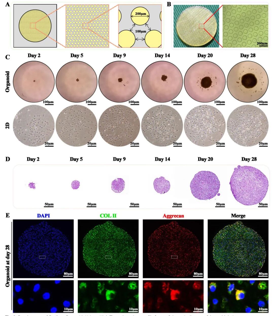 图2 利用高通量琼脂糖平台开发软骨器官