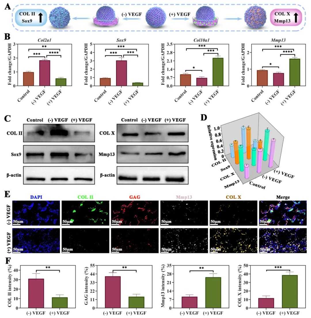 图3 VEGF存在下软骨器官体的体外增生潜力