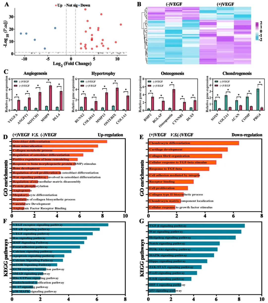 图4 体外存在或不存在VEGF的软骨器官组织全转录组RNA序列分析