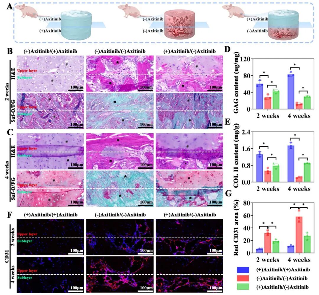 图5 无血管和血管微环境对器官/凝胶MA复合物的体内软骨生成和成骨调节