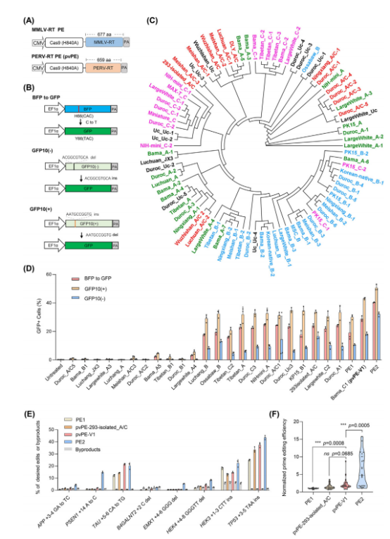 图1：基于天然猪内源性逆转录病毒fi(PERV)-逆转录酶的多肽可编程元件(pvPEs)编辑效率评估