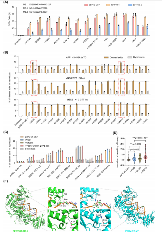 图2：通过工程化猪内源性逆转录病毒(PERV)-逆转录酶(RT)提升pvPE效率