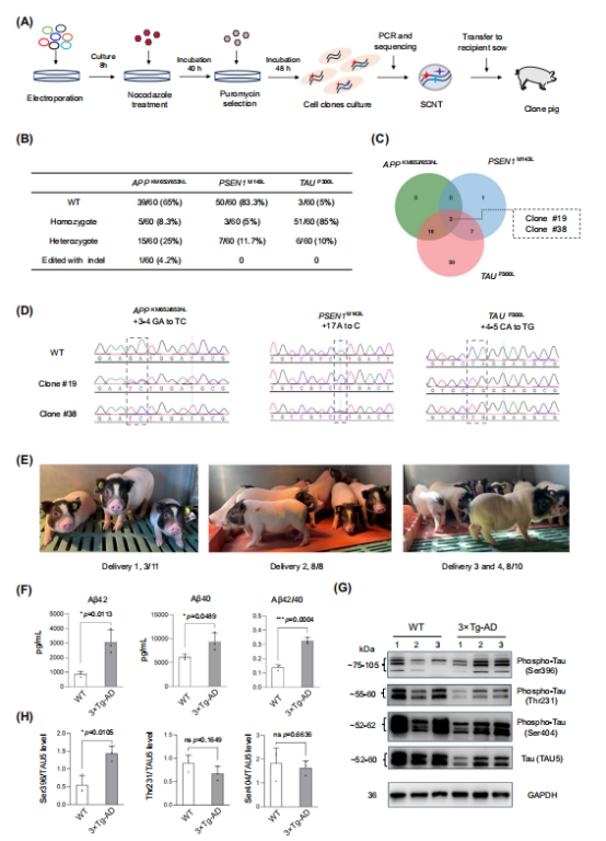 图5：通过pvPE-V3-Puro +罗丹明(Noc)系统与体细胞核移植技术构建3×转基因阿尔茨海默病(AD)模型猪