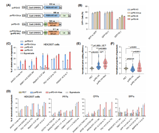 图6：通过与La蛋白融合提升pvPE效率