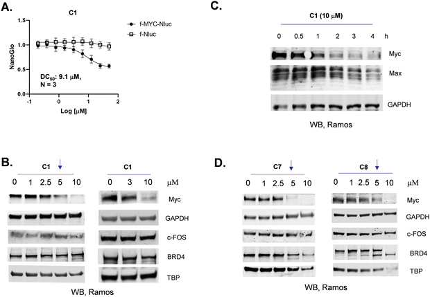 图3:C1 的 Myc 选择性降解特性图