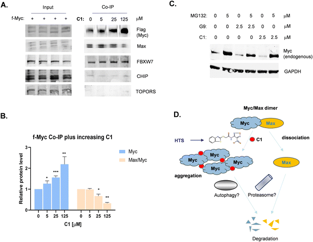 图5:C1 的分子胶作用机制图