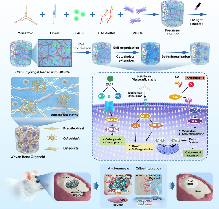图 1 动态 CGDE 水凝胶的设计以及在 CGDE 基质中编织骨类器官(WBOs)的发育用于骨组织再生的示意图