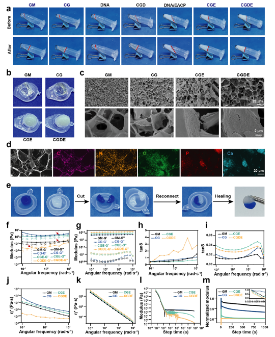 图 2 GelMA/DNA 水凝胶的表征