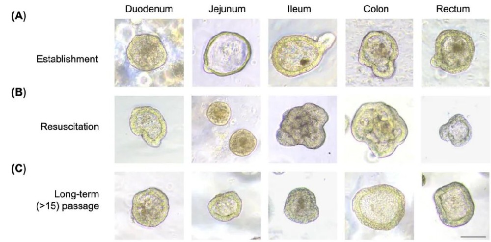 图1 新生牛肠类器官培养的相衬图像