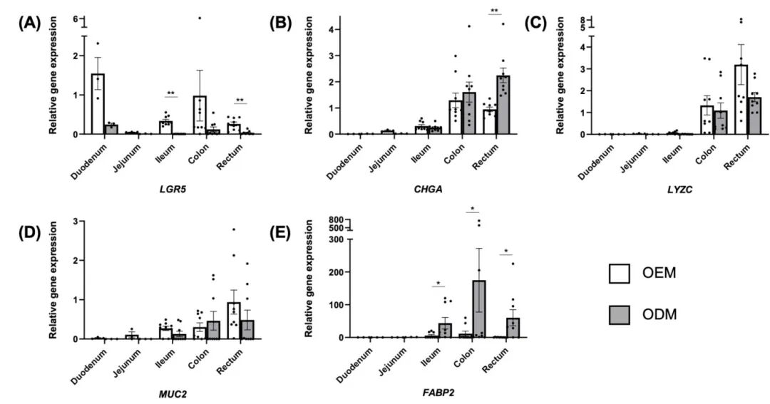 图3 在扩增(OEM)或分化(ODM)培养基中培养的新生牛肠道类器官的相对基因表达