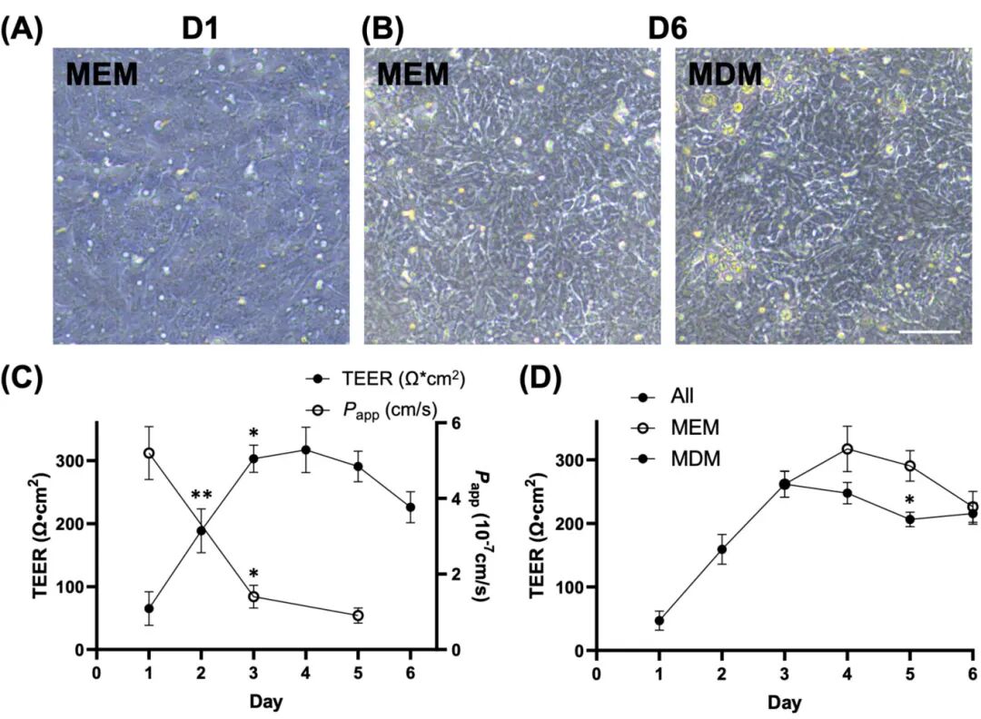 图4 评价来自新生儿牛直肠类器官的稳定二维单层