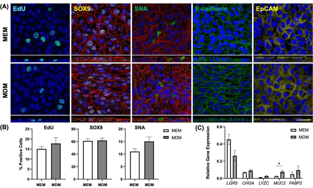 图6 在扩增(MEM)或分化(MDM)培养基中培养的2D直肠单层细胞的免疫荧光和基因表达分析